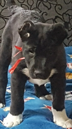 Catei Ciobanesc de Asia Centrala,Alabai,pui,catel ciobanesc