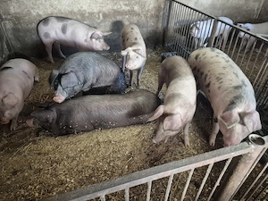 Disonibili 2 buc !! !!