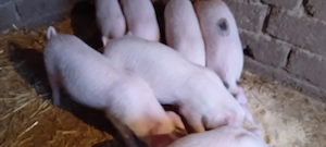 Purcei de vinzare  - imagine 3