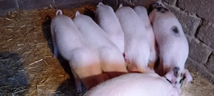 Purcei de vinzare  - imagine 2