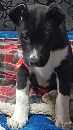 Catei Ciobanesc de Asia Centrala,Alabai,pui,catel