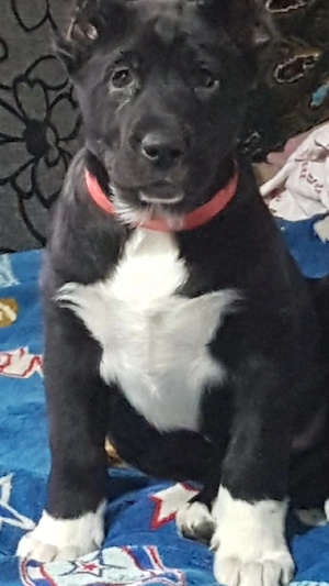 Catei Ciobanesc de Asia Centrala,catel