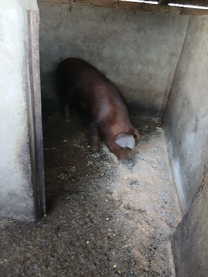 Disponibil Vier Duroc pentru vanzare