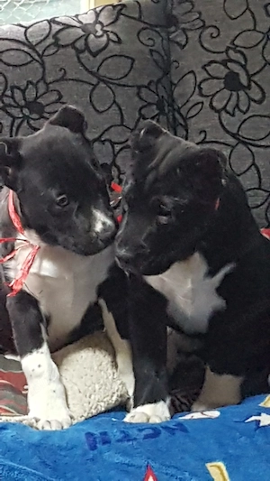 Catei Alabai,Ciobanesc de Asia Centrala,catel