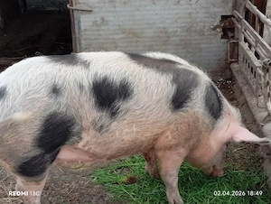 De vînzare 3 purcele la 70  80 kg și una de 100 110kg preț 13 lei kg - imagine 5