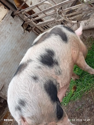 De vînzare 3 purcele la 70  80 kg și una de 100 110kg preț 13 lei kg - imagine 4