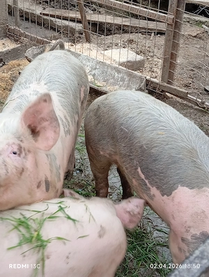 De vînzare 3 purcele la 70  80 kg și una de 100 110kg preț 13 lei kg - imagine 2