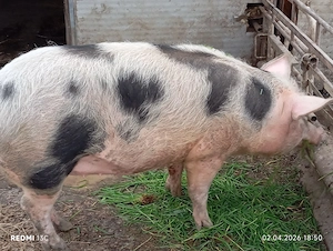 De vînzare 3 purcele la 70  80 kg și una de 100 110kg preț 13 lei kg - imagine 3