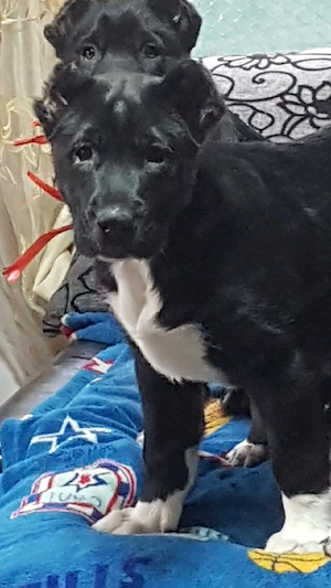 Catei Ciobanesc de Asia Centrala,Alabai,pui,catel ciobanesc