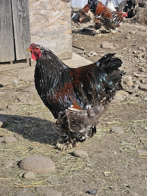 Cocos Brahma Portelan  - imagine 3