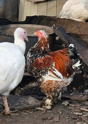 Cocos Brahma Portelan  - imagine 4