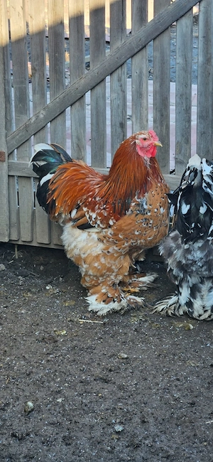 Cocos Brahma Portelan  - imagine 2