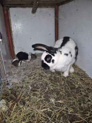 Disponibila femela cu 10 pui - imagine 3