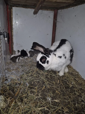 Disponibila femela cu 10 pui