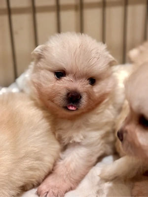 Pui Pomeranian Alb Crem   Născuți pe 6 Martie   