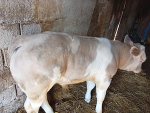 Vițel rasa Belgrad - imagine 5