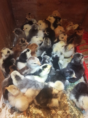 pui de casă cu moț - imagine 4