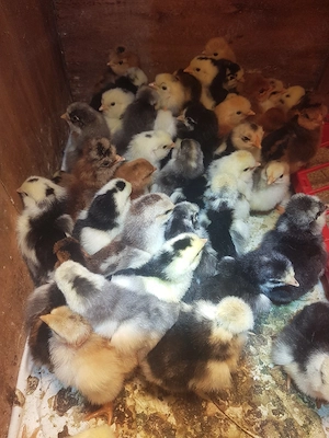 pui de casă cu moț - imagine 3