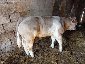 Vițel rasa Belgrad - imagine 3