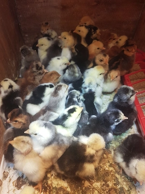 pui de casă cu moț - imagine 2