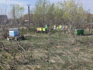 8 familii albine - Stupi 10 rame 3 4