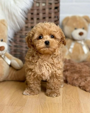 Maltipoo(pudel+bichon)