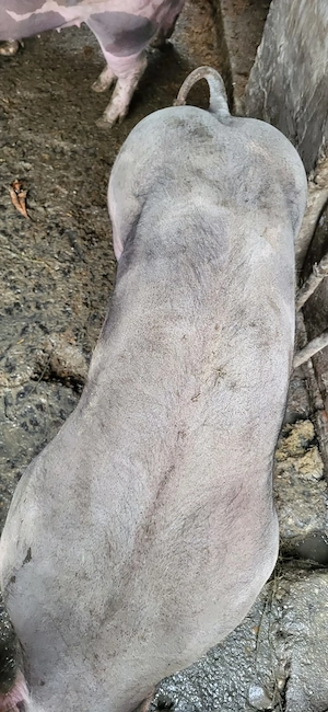 Porci rasa pietrain  - imagine 3