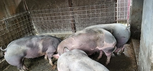 Porci rasa pietrain  - imagine 4