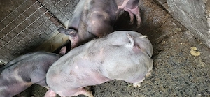 Porci rasa pietrain  - imagine 5