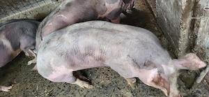 Porci rasa pietrain  - imagine 2