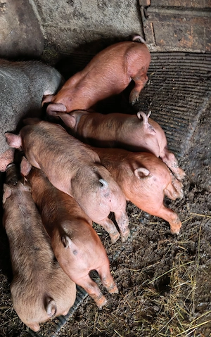 Purcei de 7 saptamani