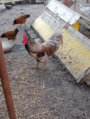 Cocos austrolop albastru