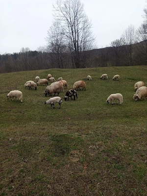 Miei de Paste de vanzare crescuți natural! 