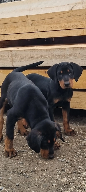 Copoi ardelenesc cu pedigree