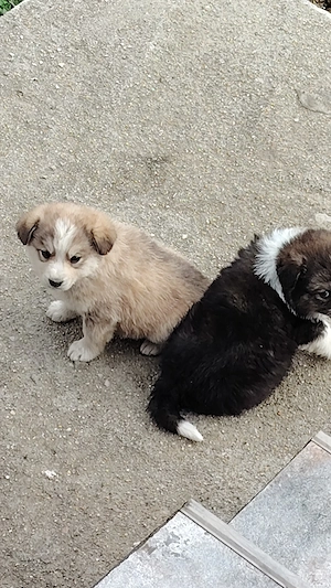 Dau spre adopție acest pitic de 2 luni.  - imagine 2