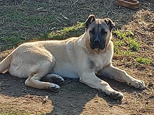 Kangal turcesc original