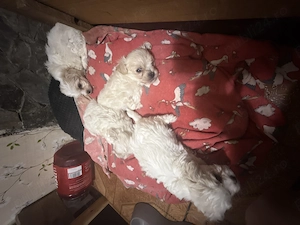 Se vinde pui de bichon maltez cu pete  - imagine 3
