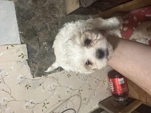 Se vinde pui de bichon maltez cu pete  - imagine 2