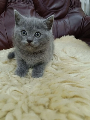 British Shorthair 