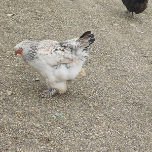 Brahma- Oua pentru incubat 