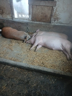 Porci de vanzare - imagine 5