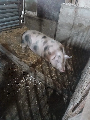 Porci de vanzare