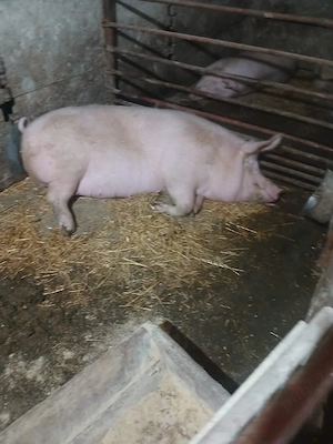 Porci de vanzare - imagine 2
