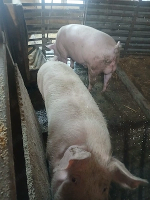 Porci de vanzare - imagine 4