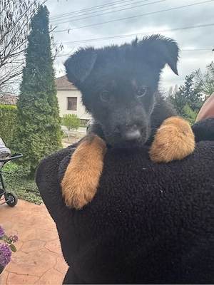 Pui ciobanesc german - imagine 2