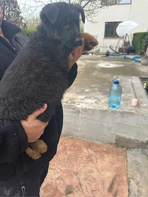 Pui ciobanesc german - imagine 3