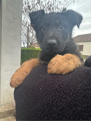 Pui ciobanesc german - imagine 4