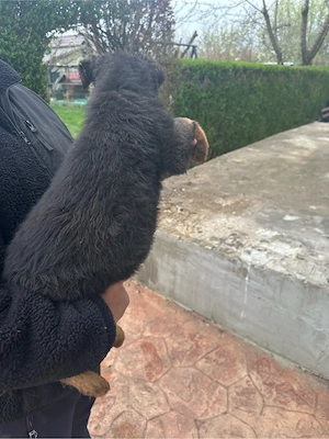 Pui ciobanesc german - imagine 5