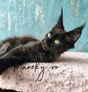 Pui Maine Coon  ,  Pedigree   WCF