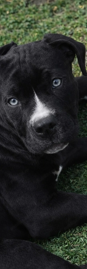 American Bully XXL pui 